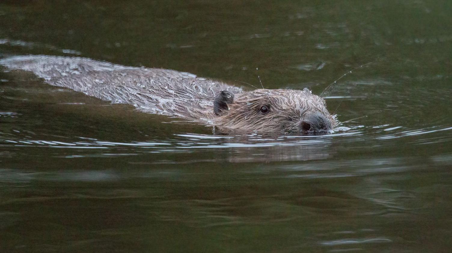 A beaver swimming in a river, with its nose just above the water line. 