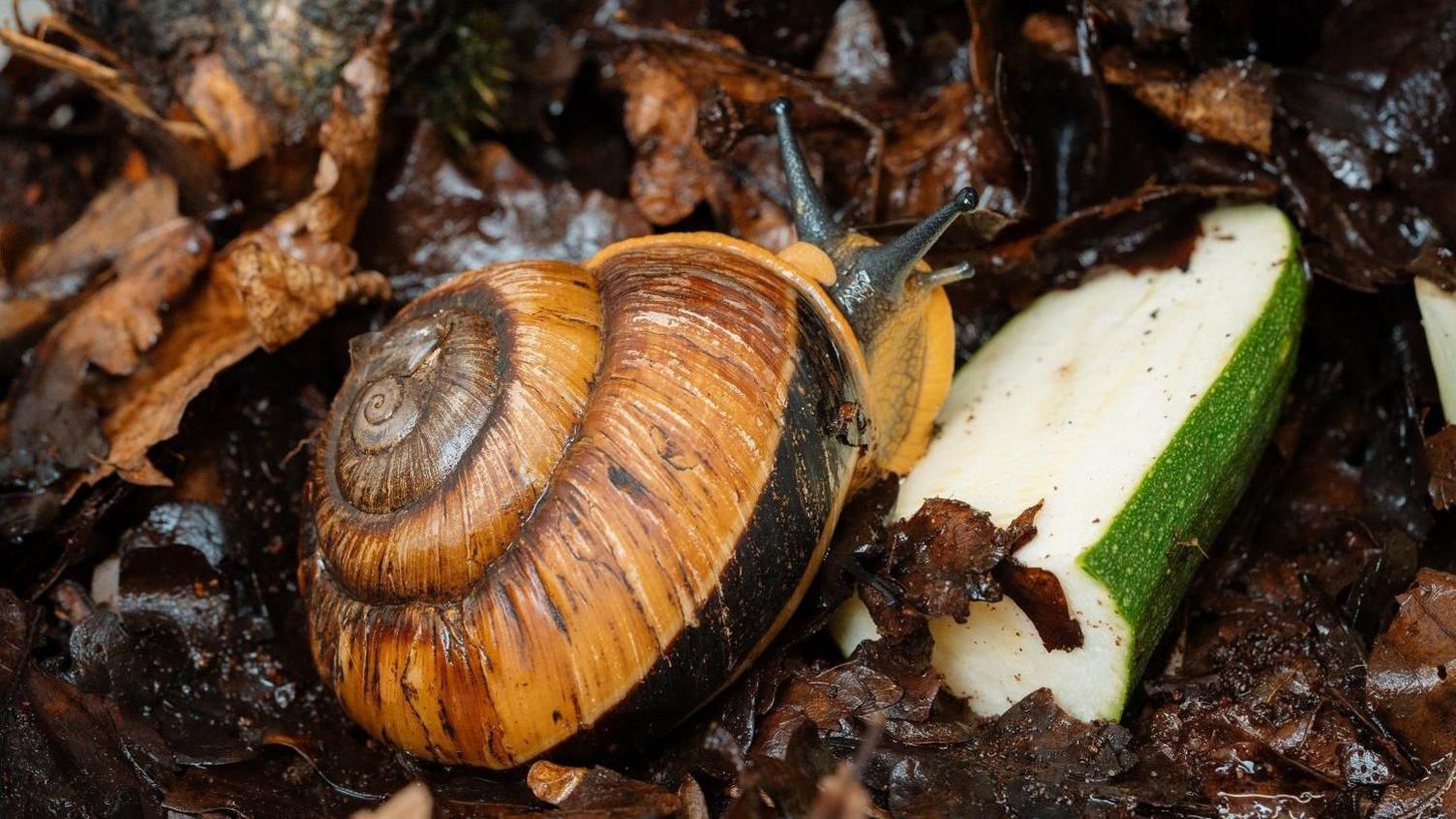 Close up of giant magnolia snail walking on green courgette with brown leaves in the background.