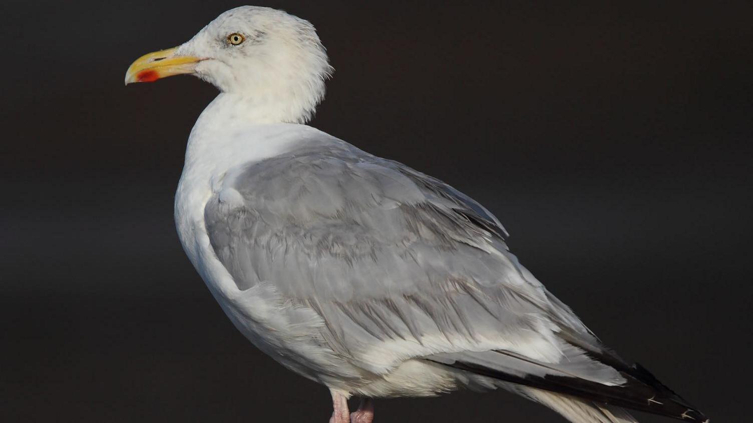 A herring gull, a bird, it is photographed side on, has a yellow beak, white face and grey feathers. 