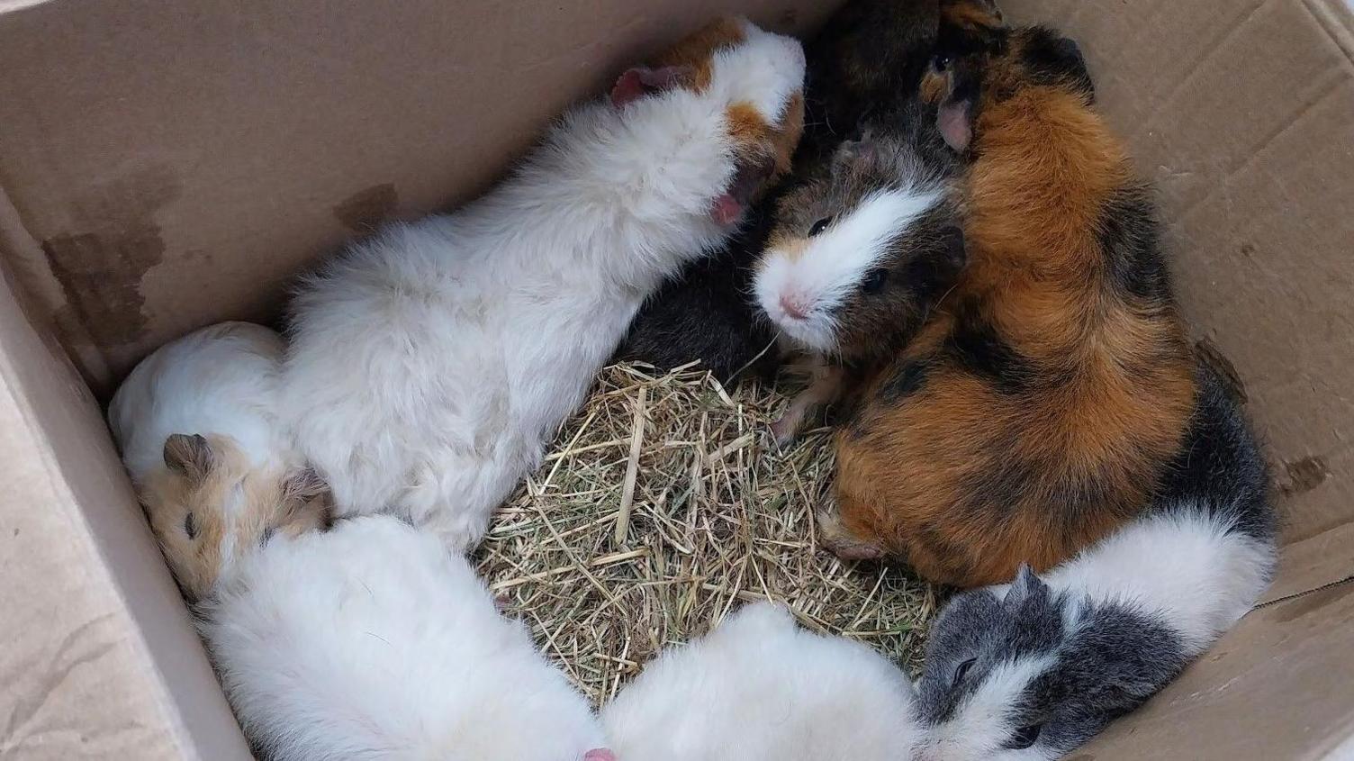 Guinea pigs