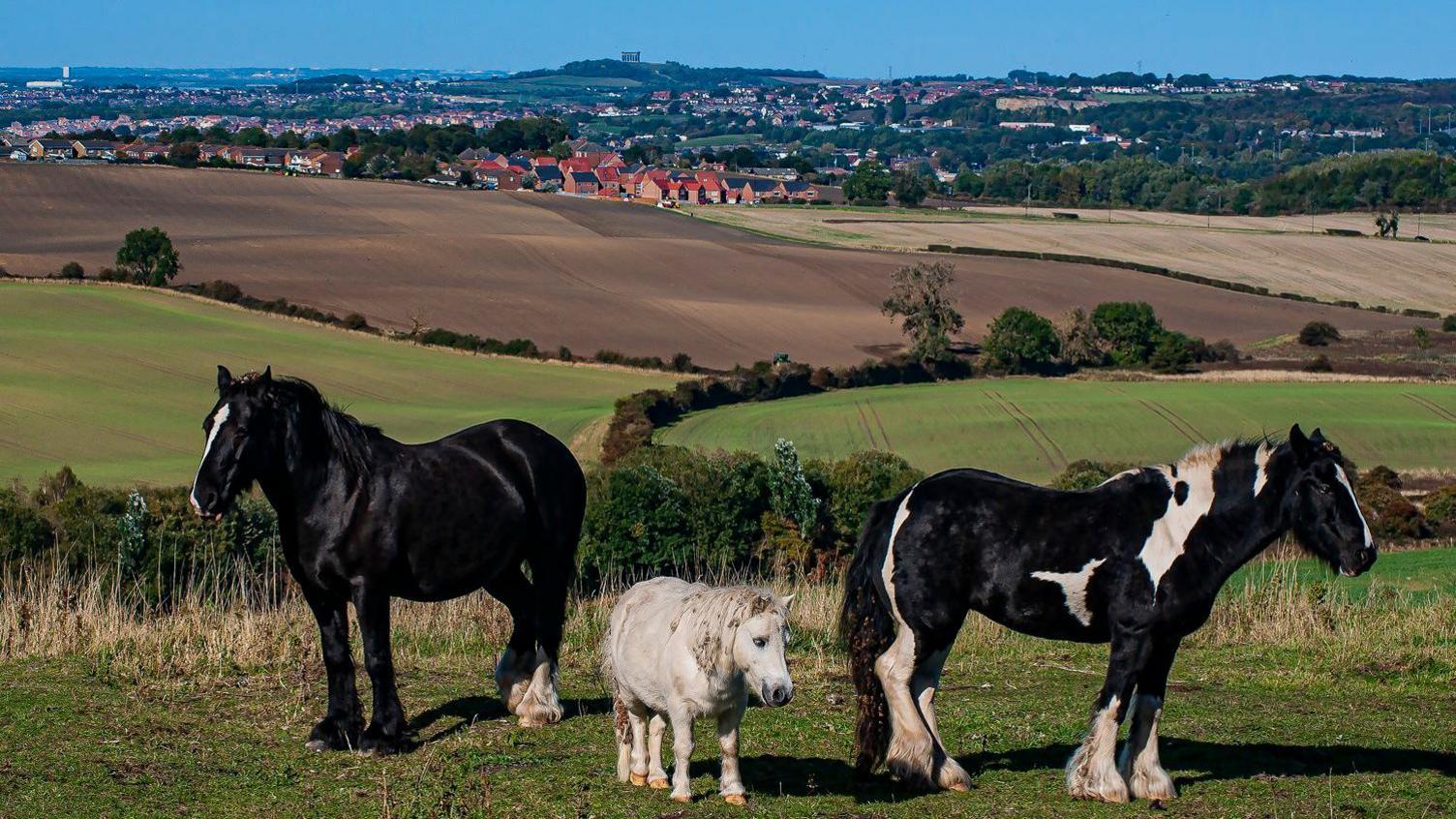 Three ponies standing in a field with houses and the columns on Penshaw Monument in distance on top of a hill. The pony on the left is black with a white streak on its face and the one on the right is black with larger patches of white. The animal in the middle is much smaller and white.