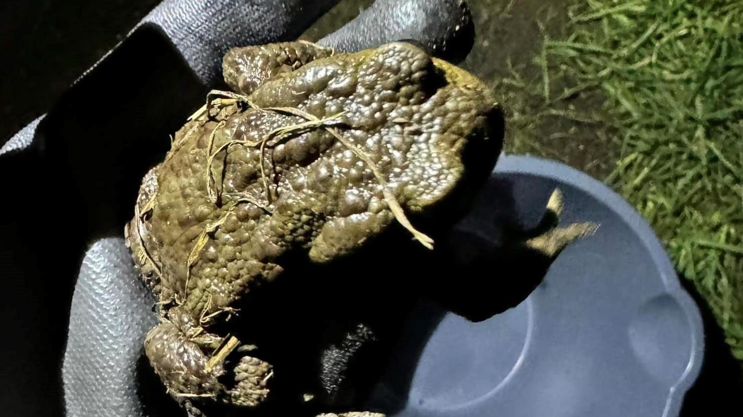 A common toad is shown close up in the hand of someone wearing a grey glove.