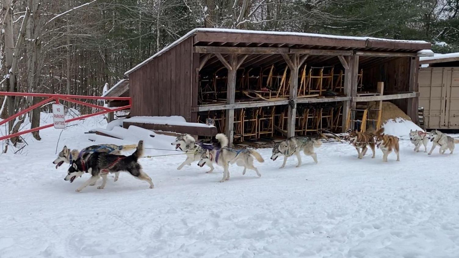 Image shows sled dogs in Ontario, Canada starting their run and pulling a sled, which is out of shot. The ground is covered in snow and the dogs look energetic and happy, with their mouths open and tails up. 