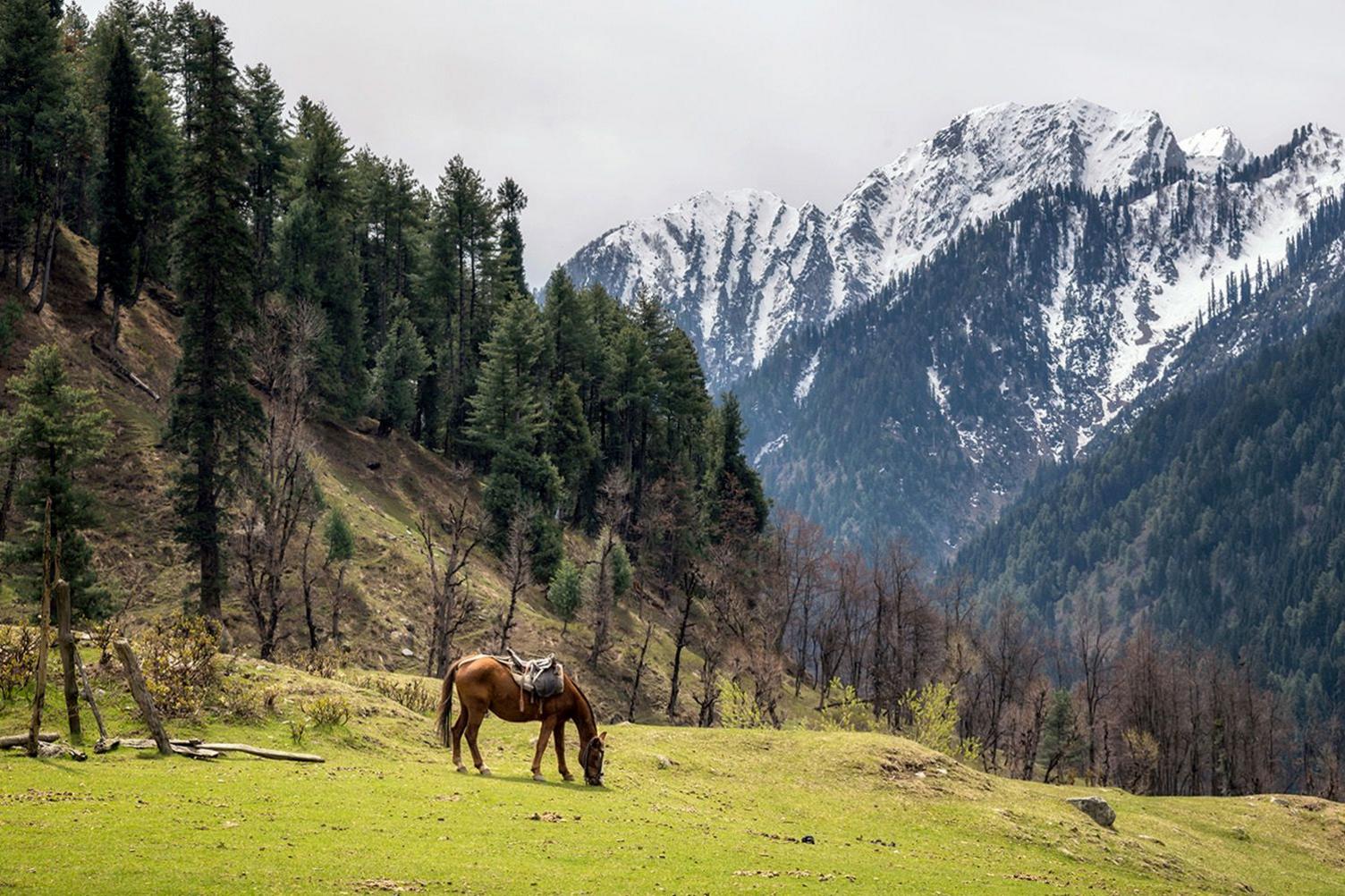 A mountain landscape featuring a single horse grazing in a lush green meadow.