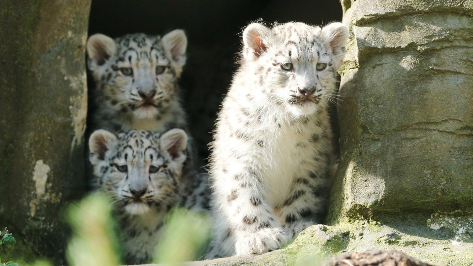 The snow leopard cubs venturing out for the first time at Marwell Zoo