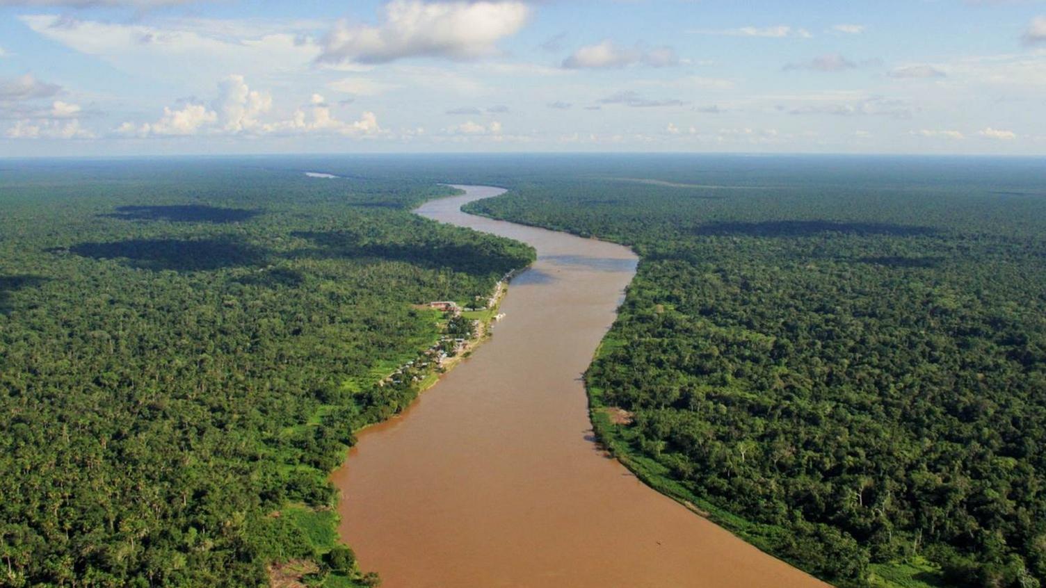 Amazonian river swamp