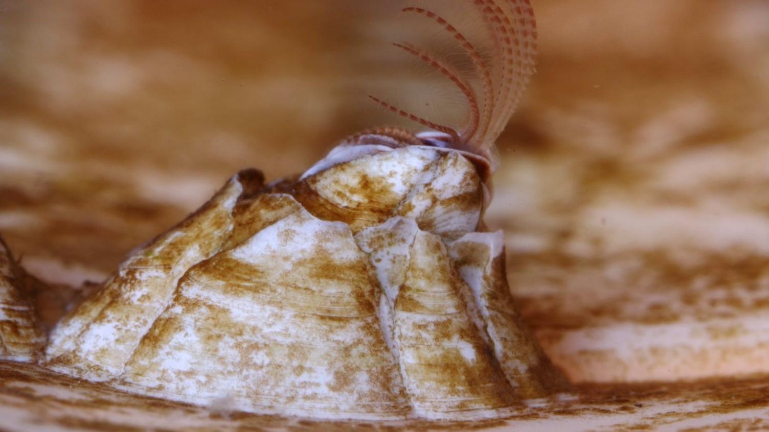 Ivory barnacle found on Chesil Beach