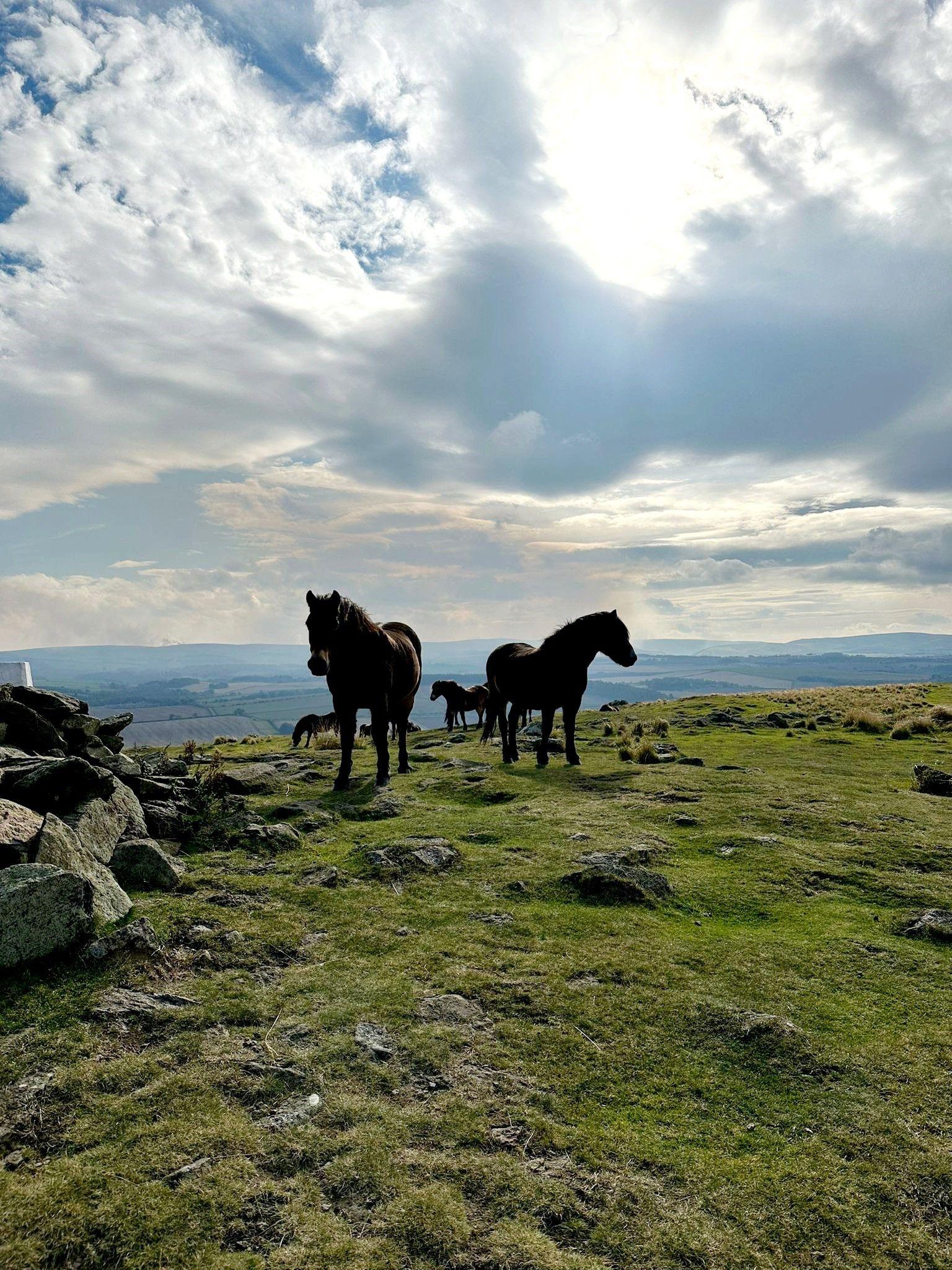 Wild horses in the middle ground on top of a hill, with grass in the foreground.