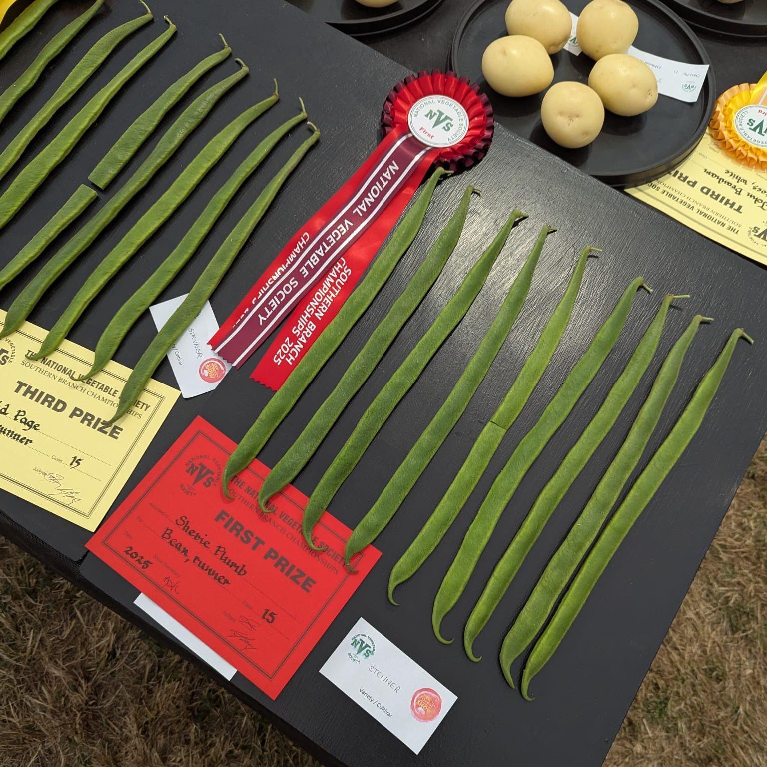 Several runner beans can be seen on a table with a "first prize certificate" next to them. 