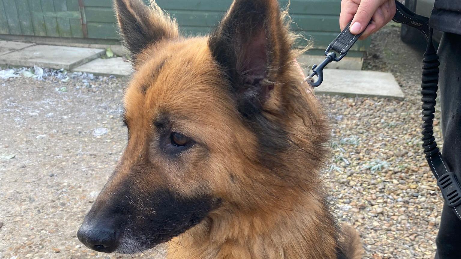 Princess, a German Shepherd, dog, gold and brown in colour, on a lead and looking away from the camera. 