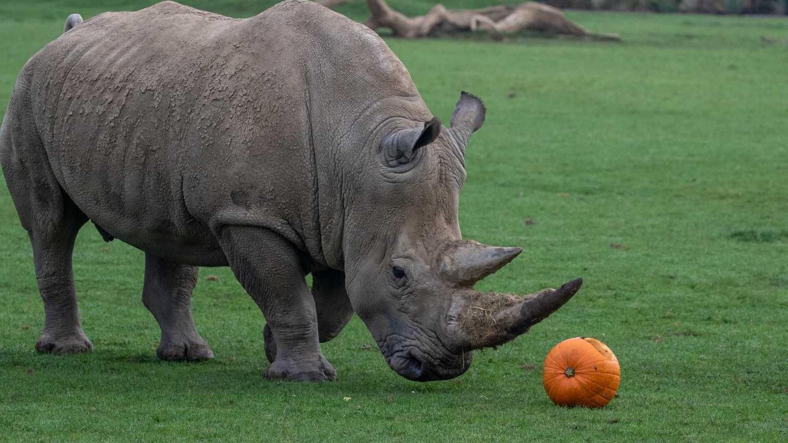 Monty the white rhino with a carved pumpkin eyeball