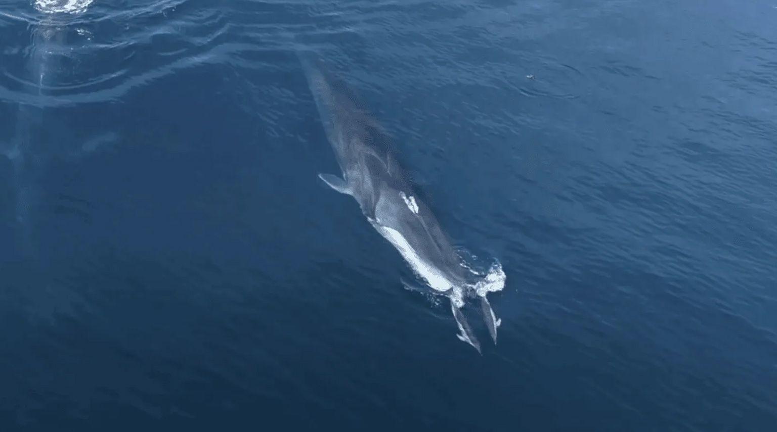 whale and dolphin swimming together