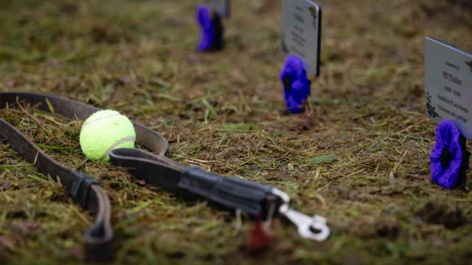 A leather dog lead and green tennis ball have been placed in front of several memorial plaques, which have been decorated with a blue wool rosette. 