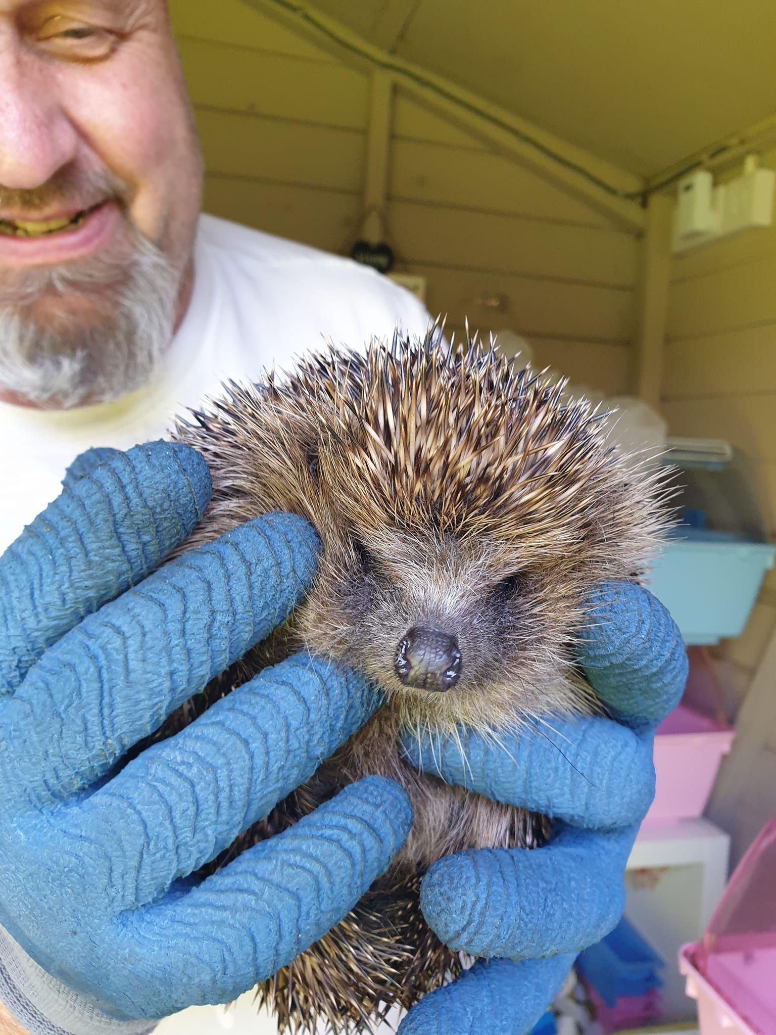 A man wearing gloves holds up Hope the hedgehog