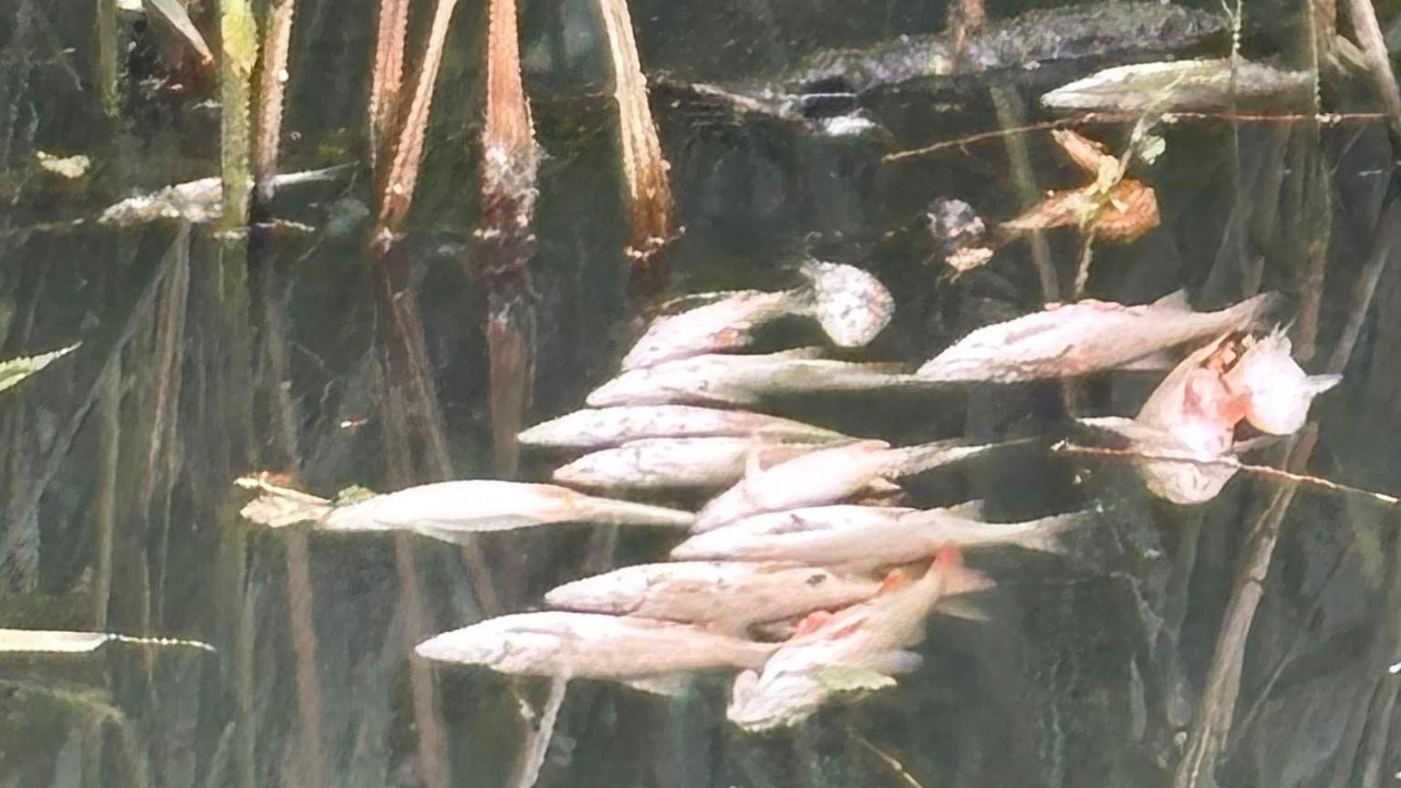 A group of fish floating upside down and dead in the water. Reeds are in the background of the picture.