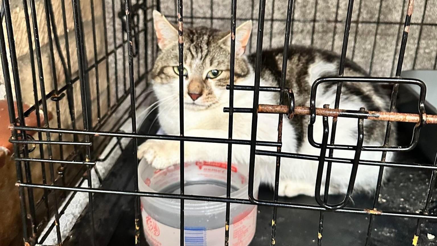 Cat in a cage at a charity 