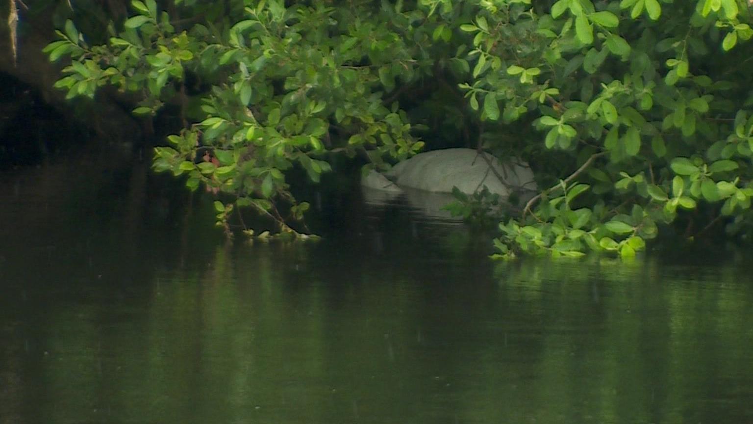 A dead swan laying in the water underneath an overhanging tree