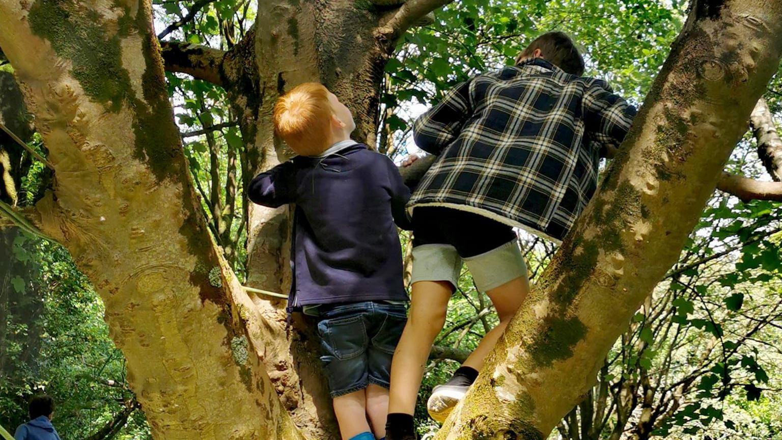 Two boys on a branch climbing up a tree on a sunny day.