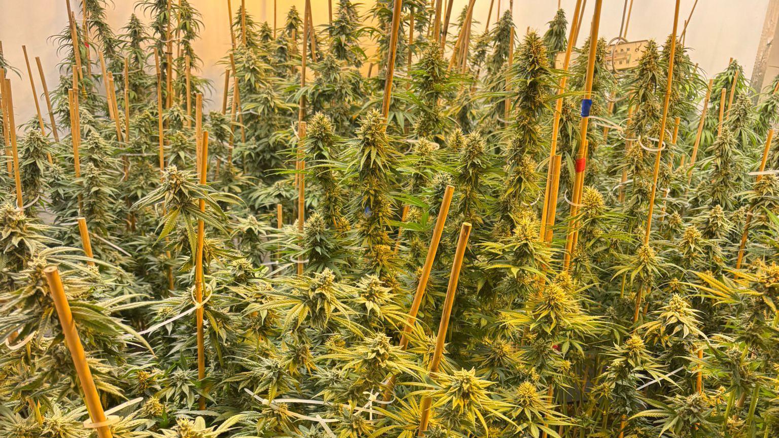 Rows of cannabis plants sit side by side in a well lit room.  They're tall and supported by bamboo canes.