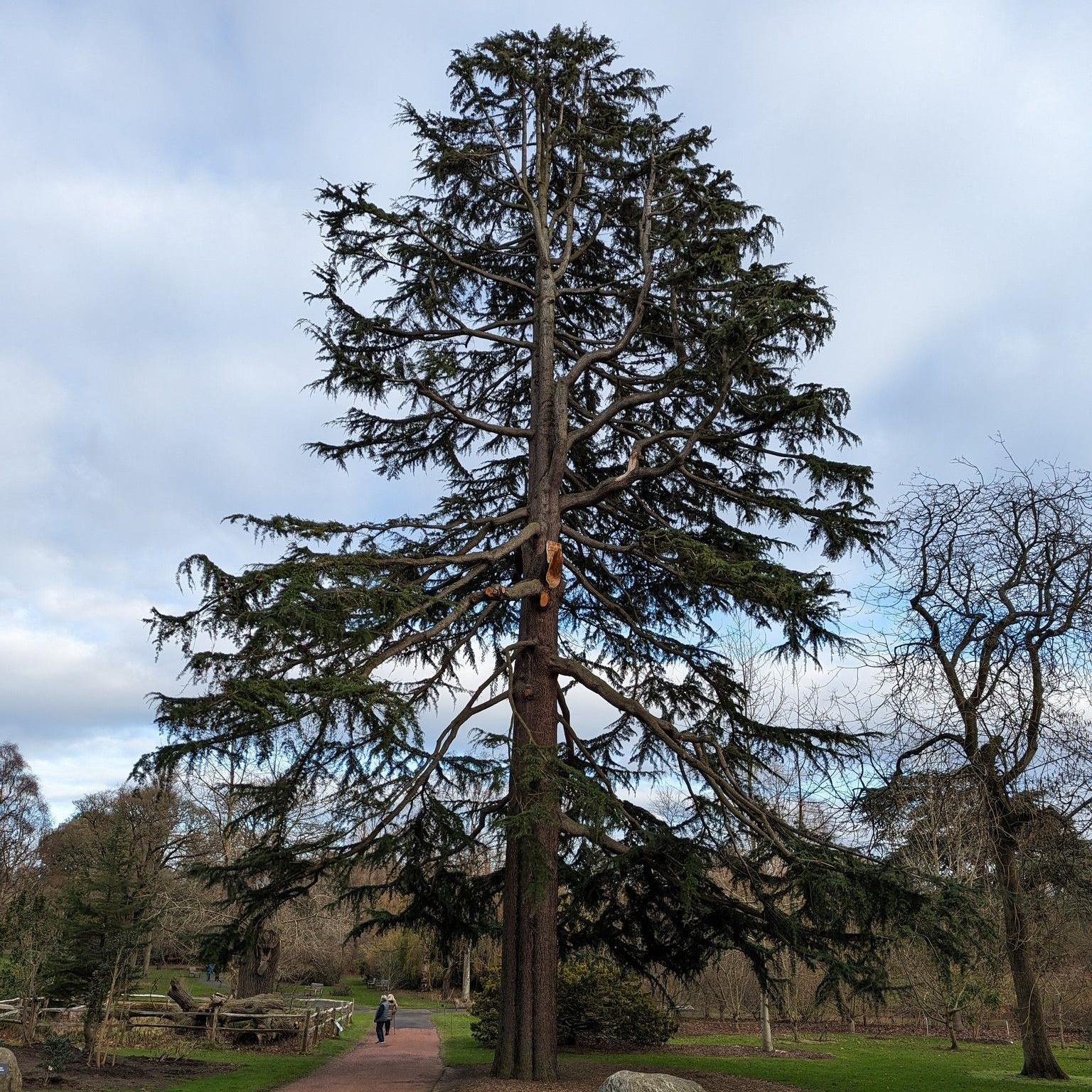 The tallest tree before it was ripped up in the storm. Two people are walking close to it on a path through the gardens