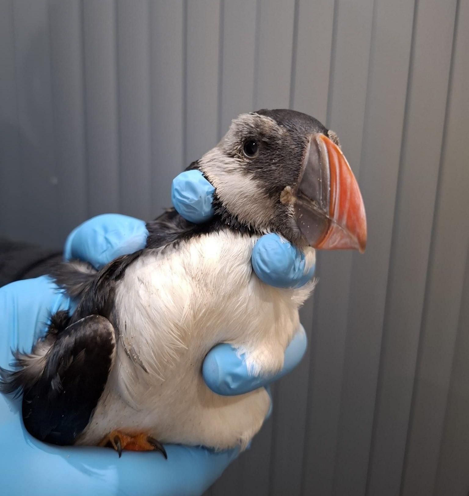 Një puffin me pamje të lodhur me sqepin e tij të spikatur portokalli, i mbajtur në një dorë me doreza plastike blu, pasi u shpëtua.