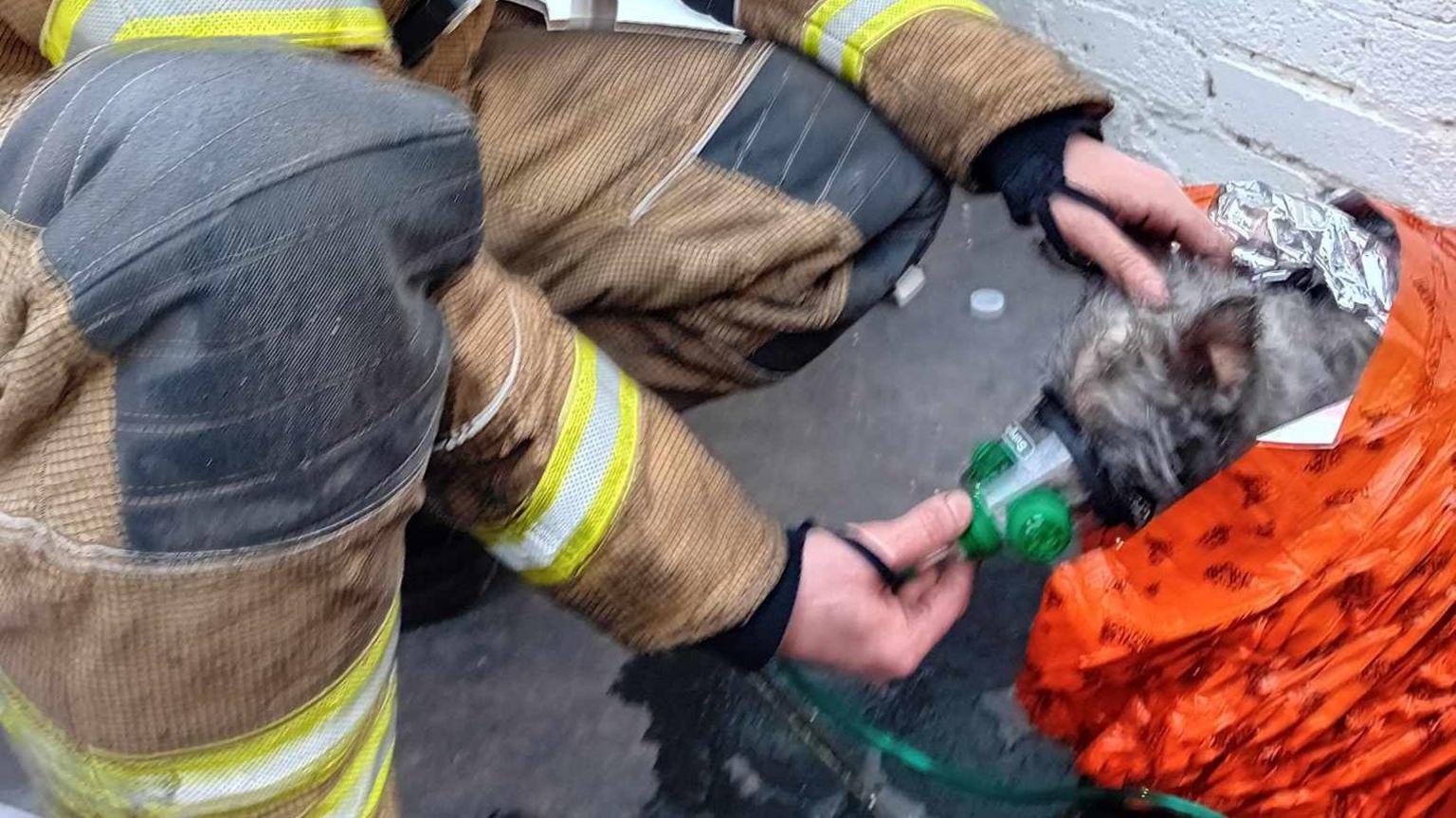 Sooty little dog in oxygen mask