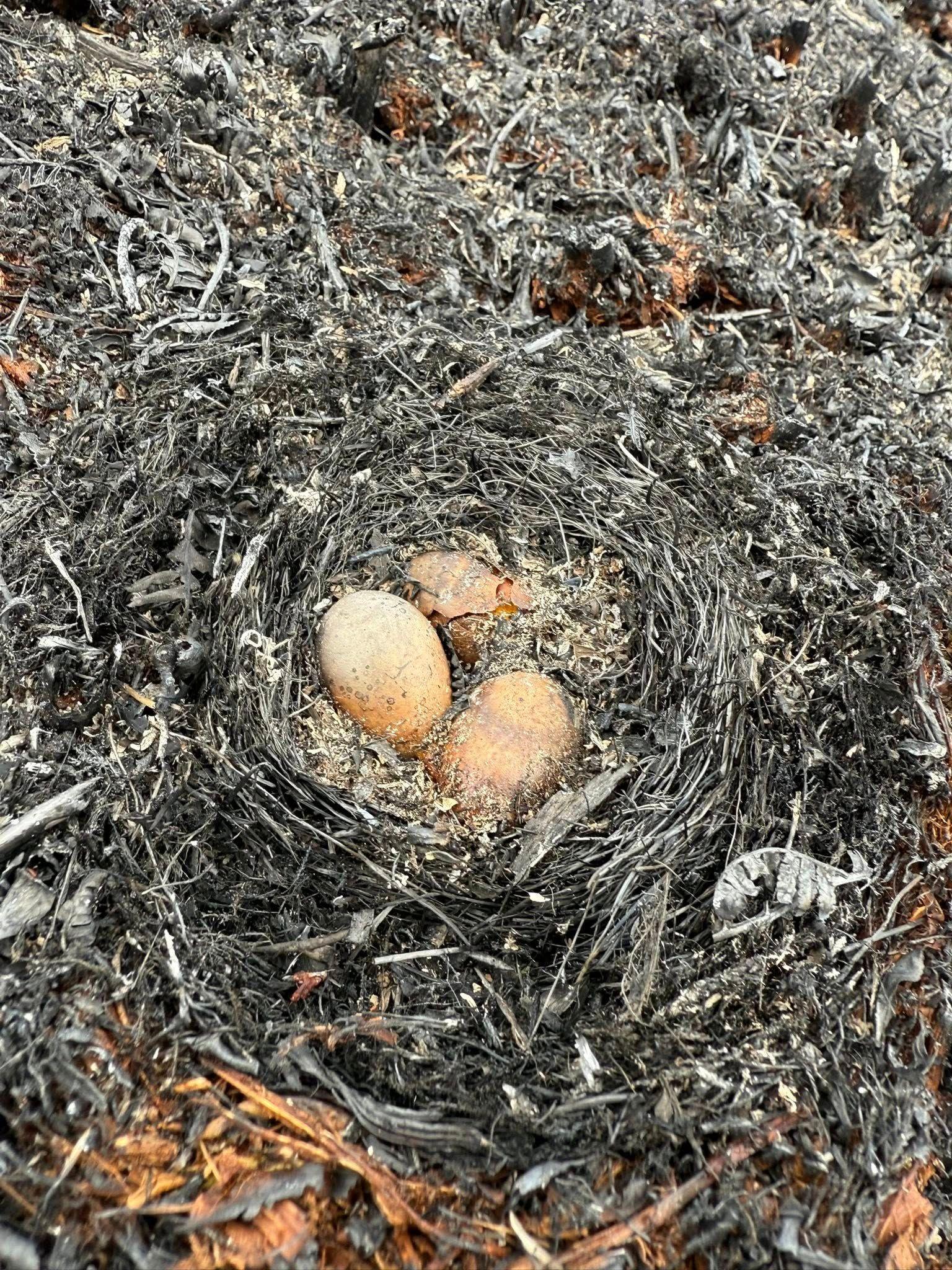 Eggs were found in a nest in the burned moorland