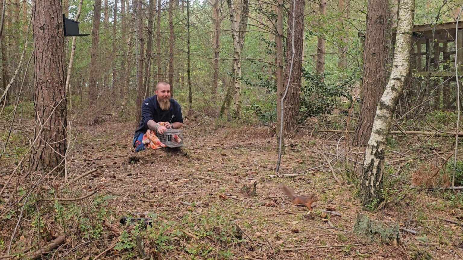 Connor sits crouched in the background holding a small cage that his just opened, Percy the red squirrel has already scampered off and is in the foreground getting used to his surroundings.