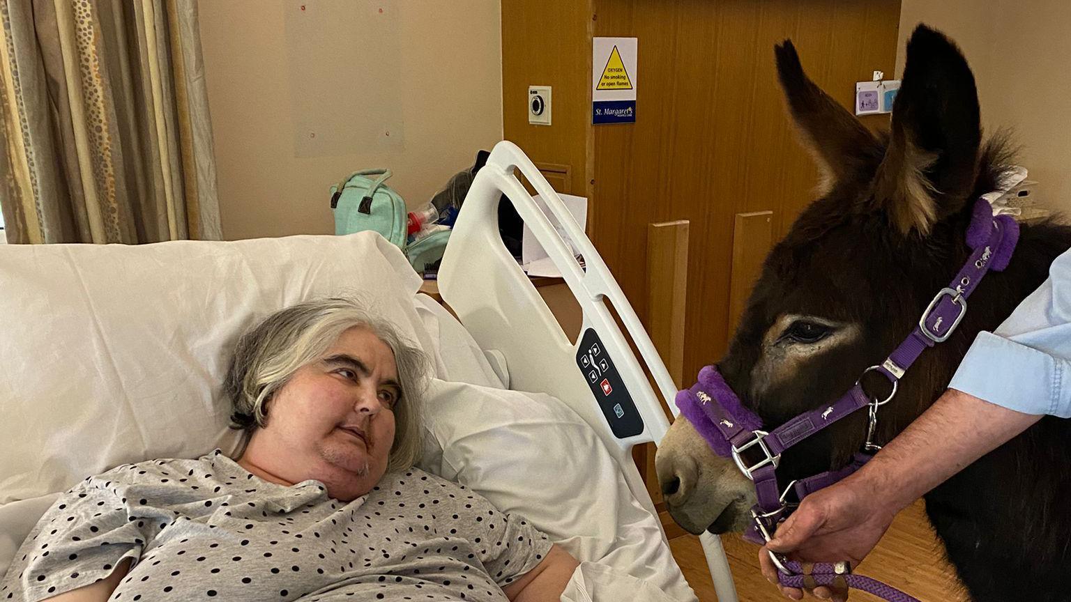 A woman in a hospital bed looking at a donkey which is at her bedside
