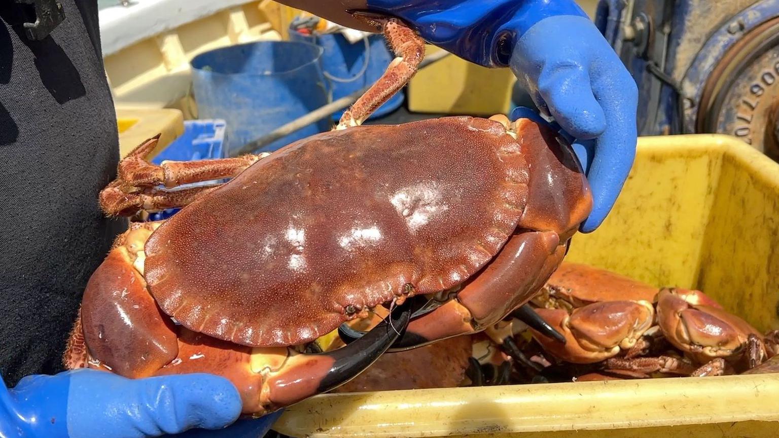 A large crab with a shiny brown shell being being held by a person wearing blue rubber gloves and an apron. The crab has come from a yellow box marked with signs of long use. It contains more shellfish albeit smaller in size than the crab.