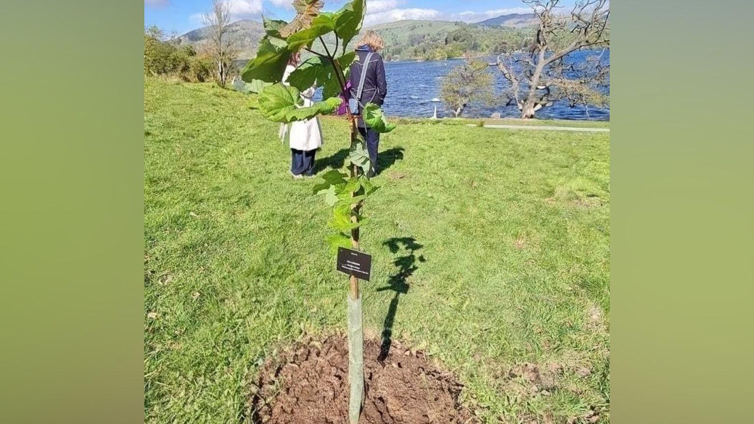 Green leaves of a sapling are in the foreground. In the background there is a lake and green rolling hills, a blue sky with white clouds. Behind the sapling there are two people, both wearing long coats, looking away from the camera.