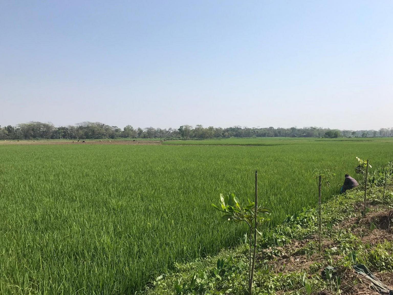 Rice paddy field