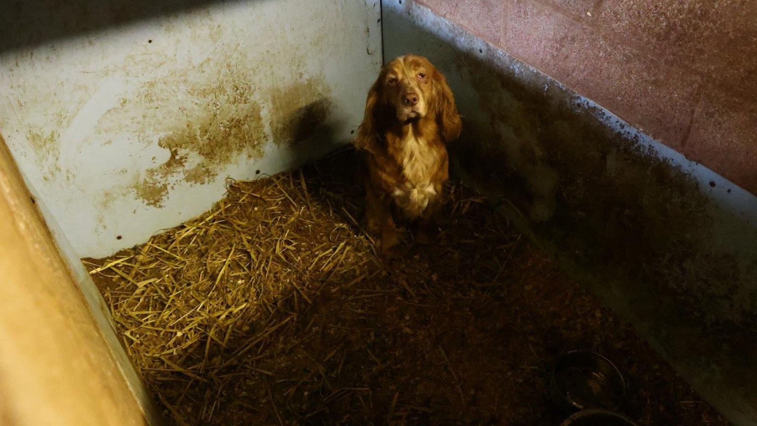 A light brown cocker spaniel, sitting in a small barn enclosure on bedding of very dirty straw