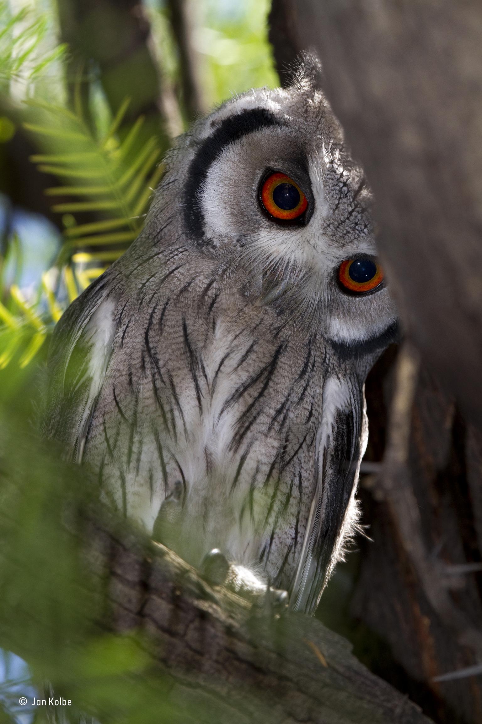 A small southern white-faced owl in a tree