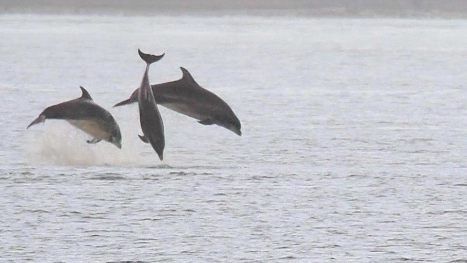 Three dolphins leaping out of the water. The dolphins on either side are horizontal. The dolphin in the middle is verticle and diving back towards the water. The water is grey and calm.