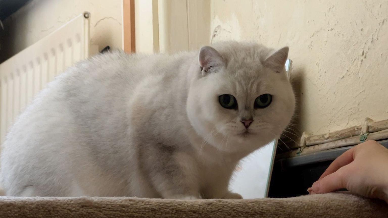 A white fluffy cat sitting at the top of a staircase looking at the camera.