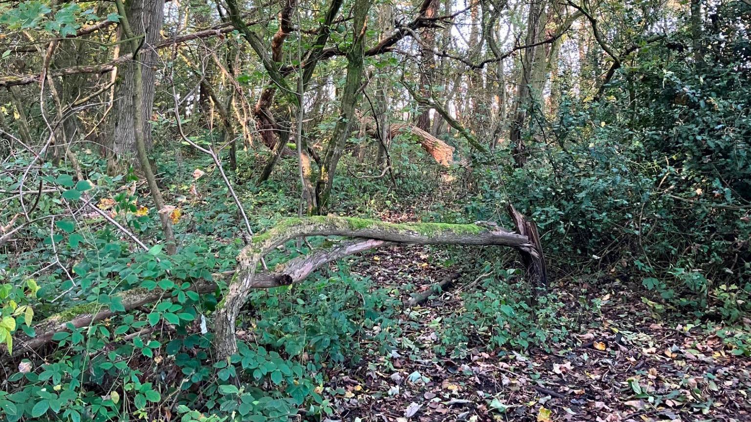 Woodland in the background, with autumn leaves on the ground in the foreground.