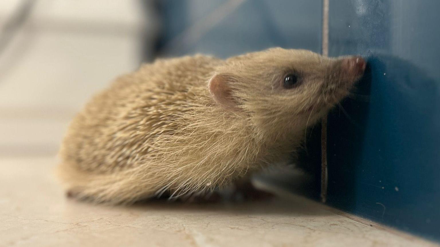 Alberta the blonde hedgehog. She is very small with shortened spikes where the strimmer struck her. She is standing on white tile, with her nose reaching up to touch a blue wall tile on the right. 