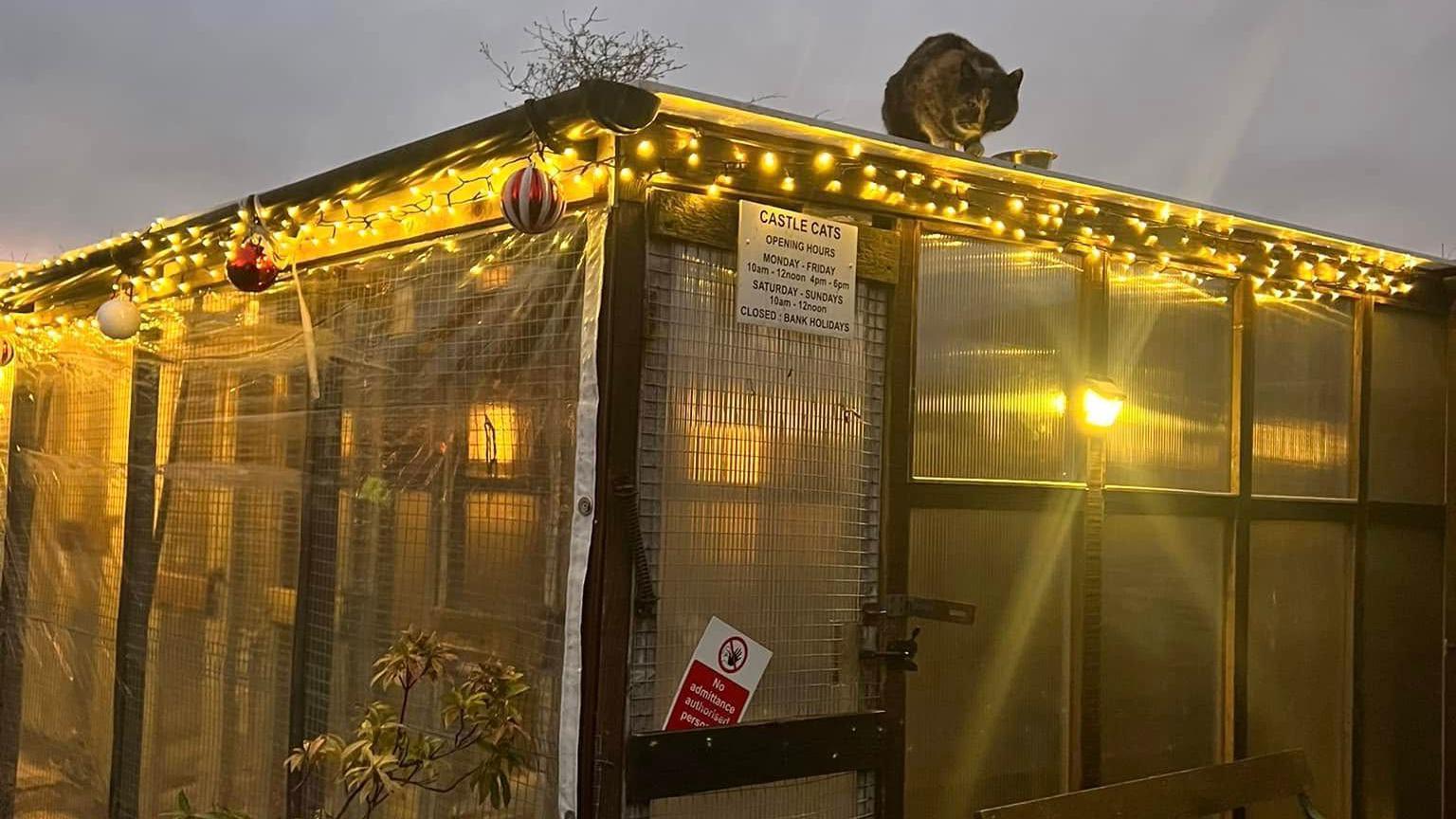 A wood-framed cat enclosure with illuminated yellow Christmas lights strung around the top and a dark-coloured cat sat on the roof, looking down