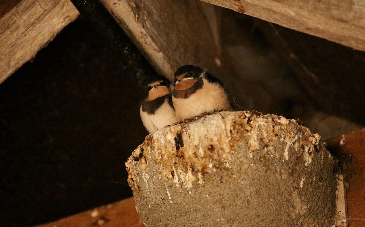 Swallows on Norfolk farm