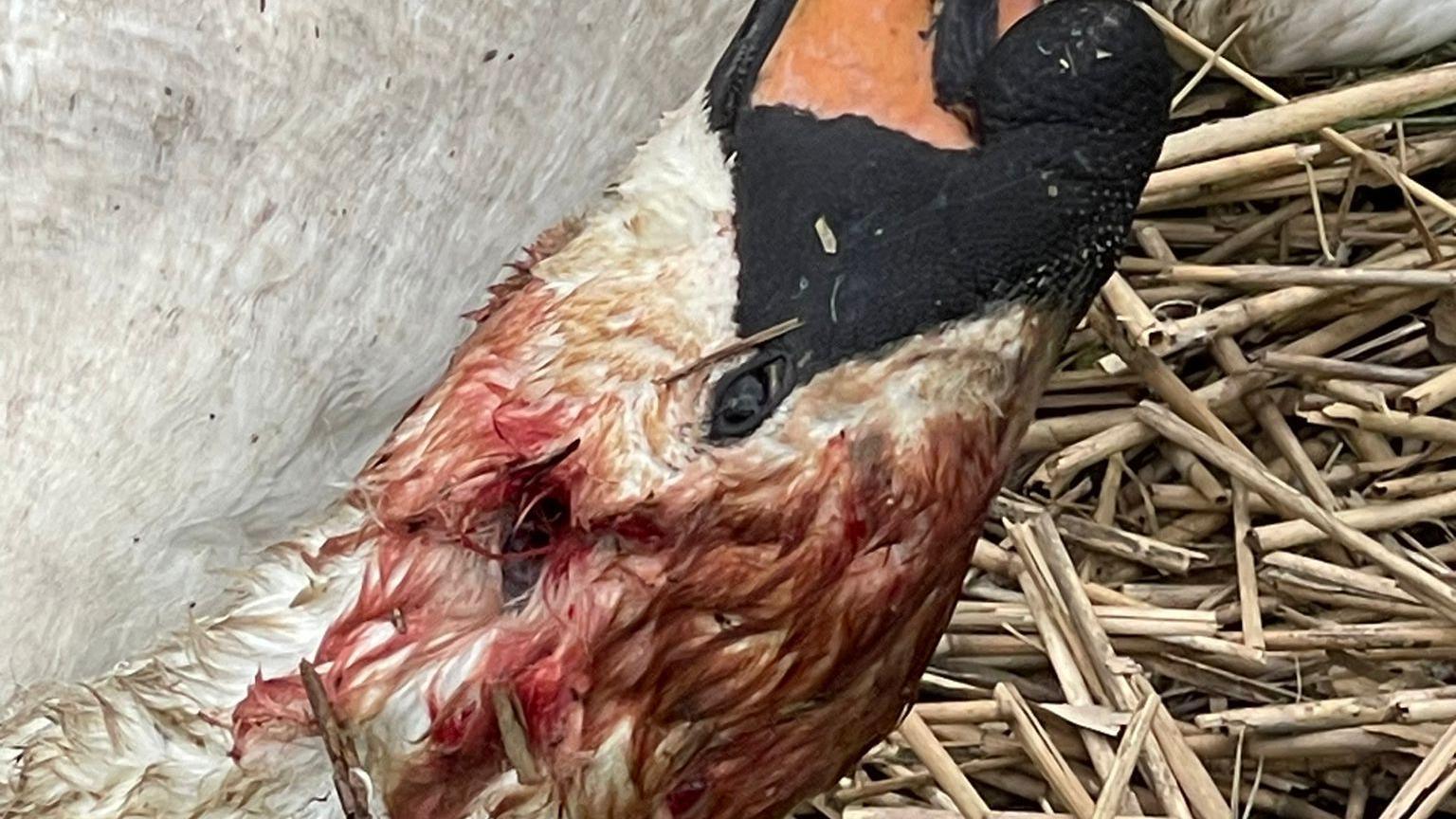 A swan covered in blood. A black hole can be seen which is the Swan's ear. The blood is coming from a wound in the animals head.