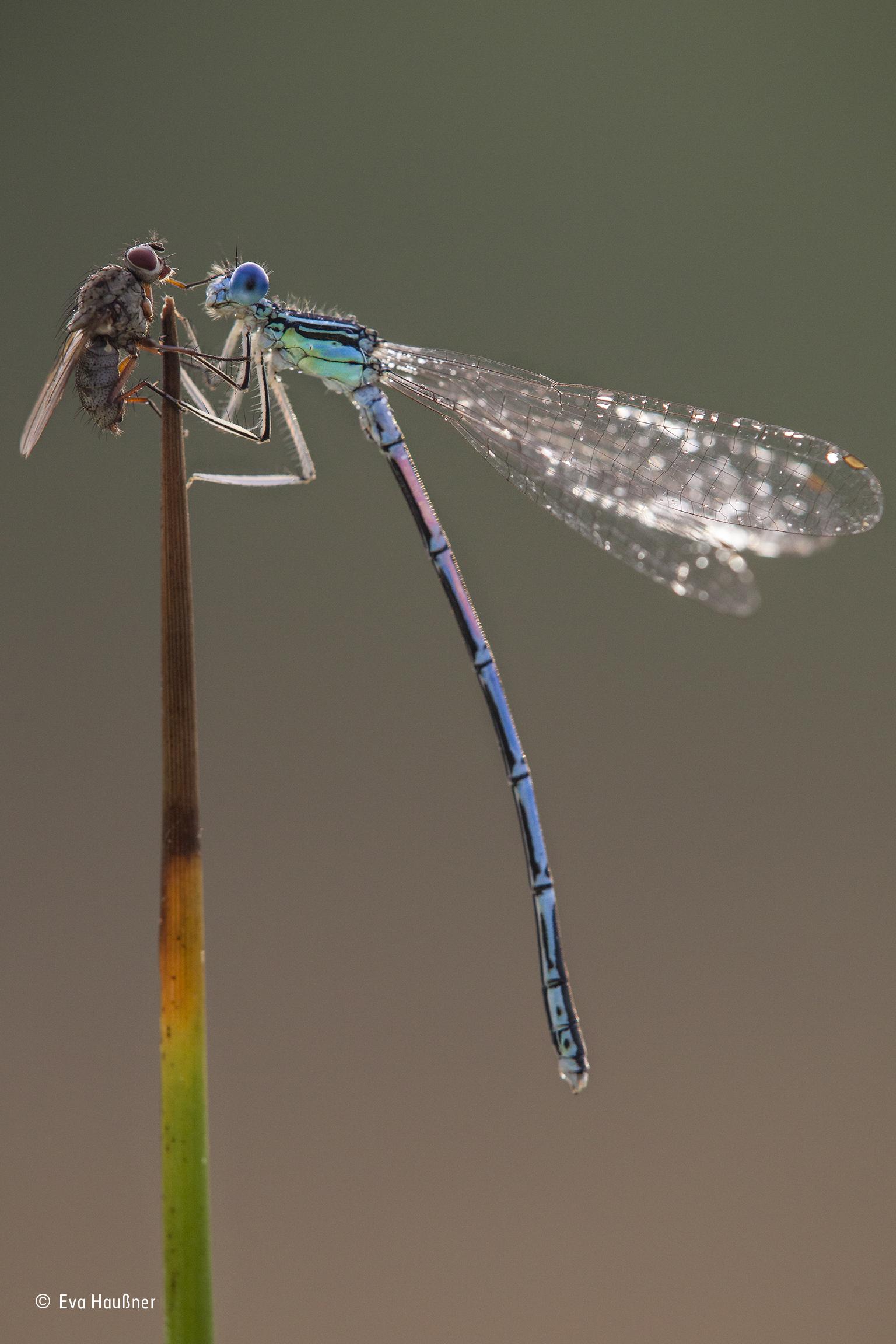 A colourful blue feather leg dragonfly and a fly in Bad Alexandersbad, Germany.