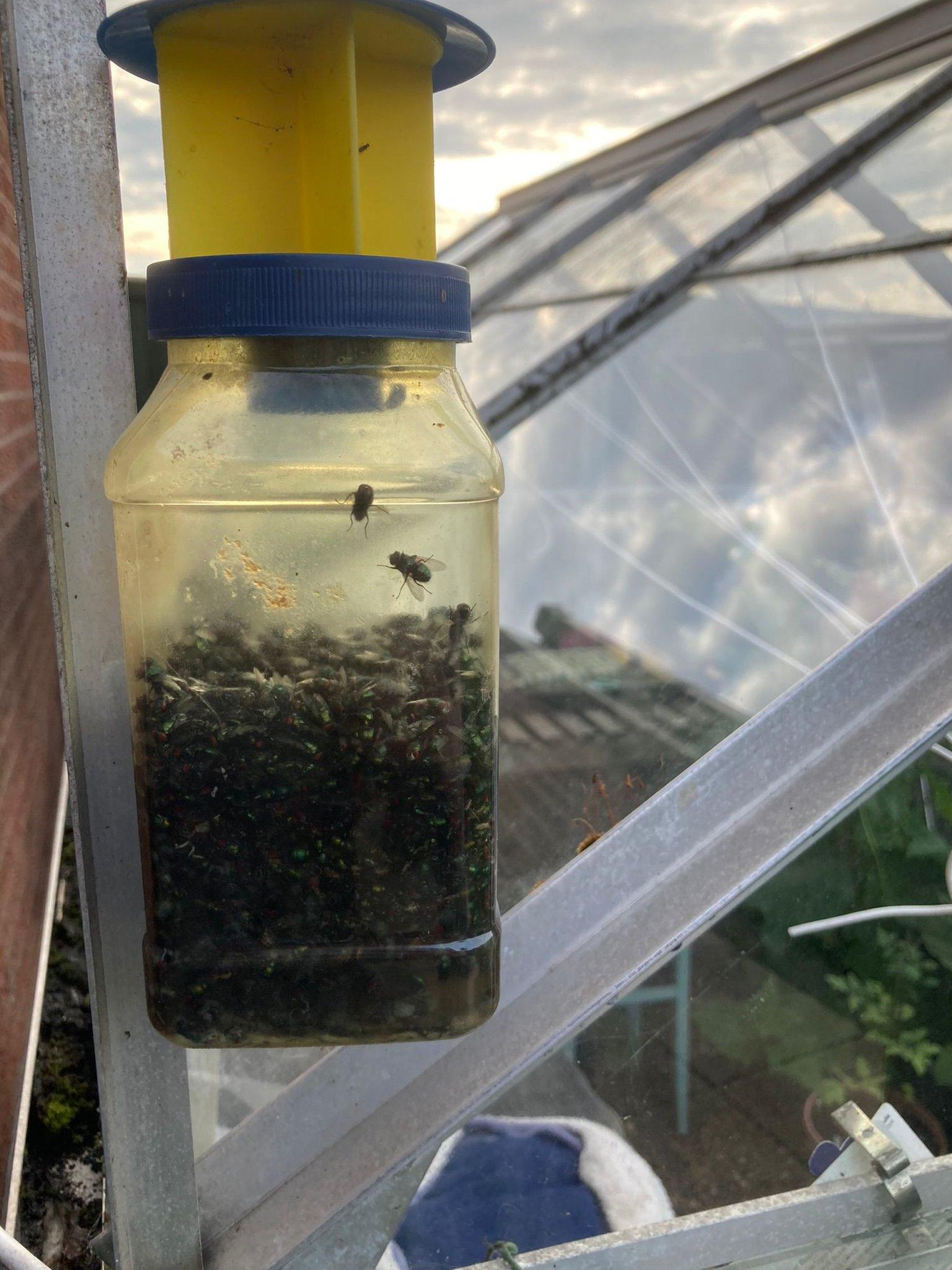 A flytrap in a home in Leicester Forest East which is filled with flies.