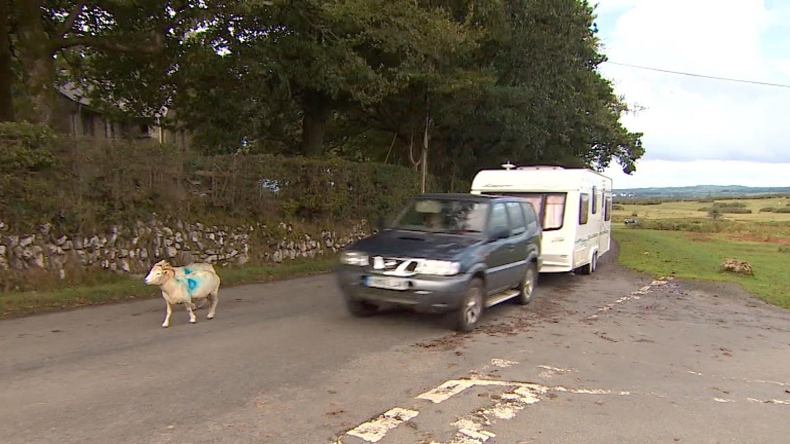 Two sheep on the road next to moorland with a car and caravan passing them closely