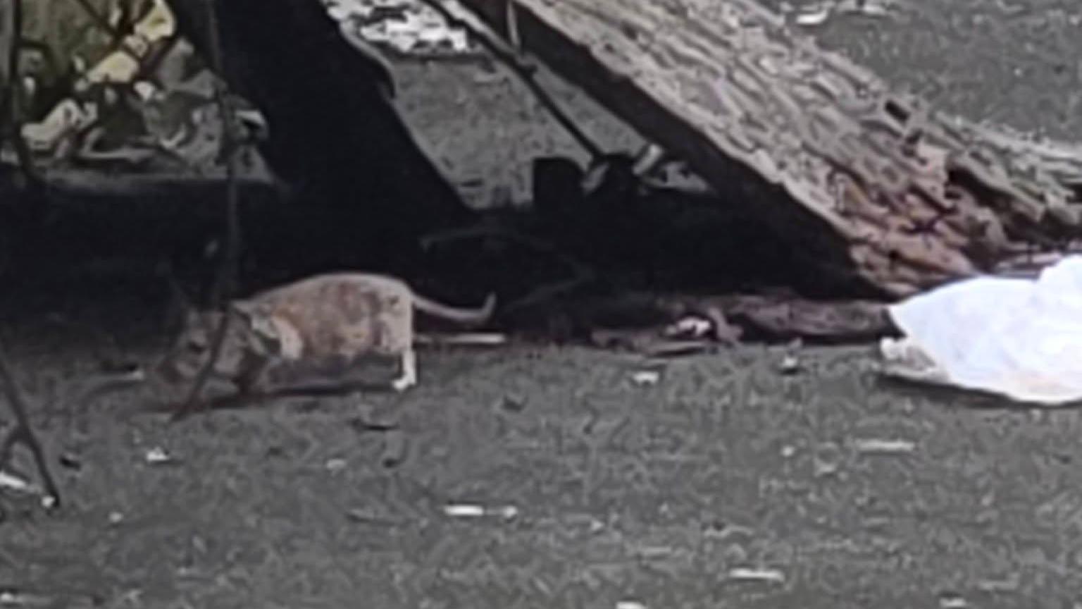 Rats 'the size of rabbits' on Newport street plagued by fly-tipping ...