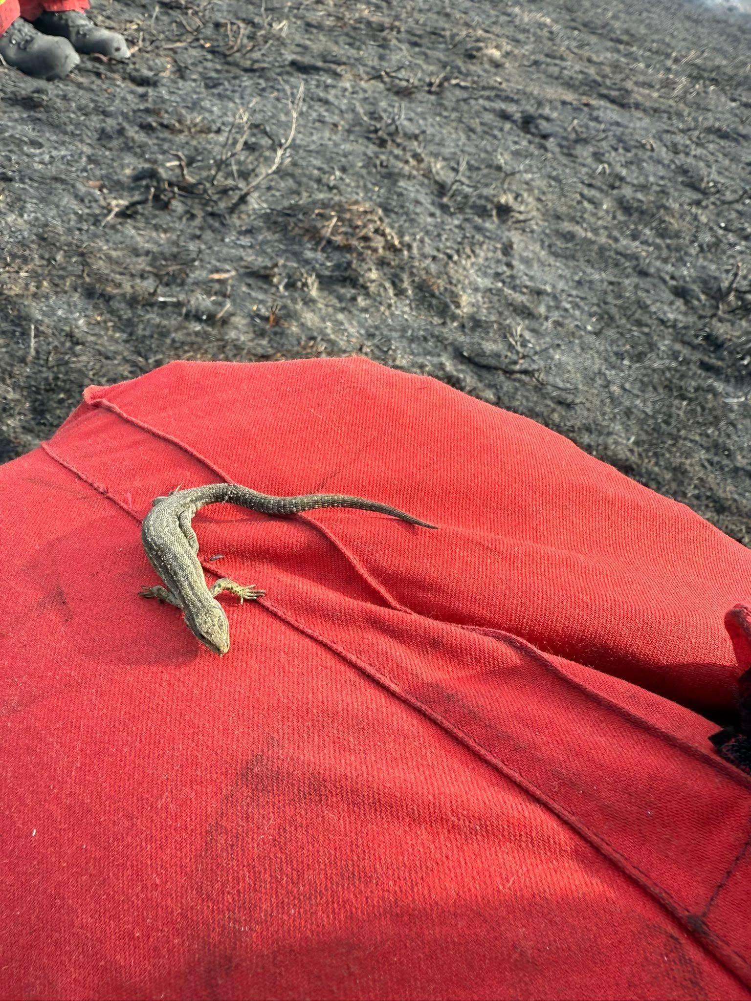 A lizard