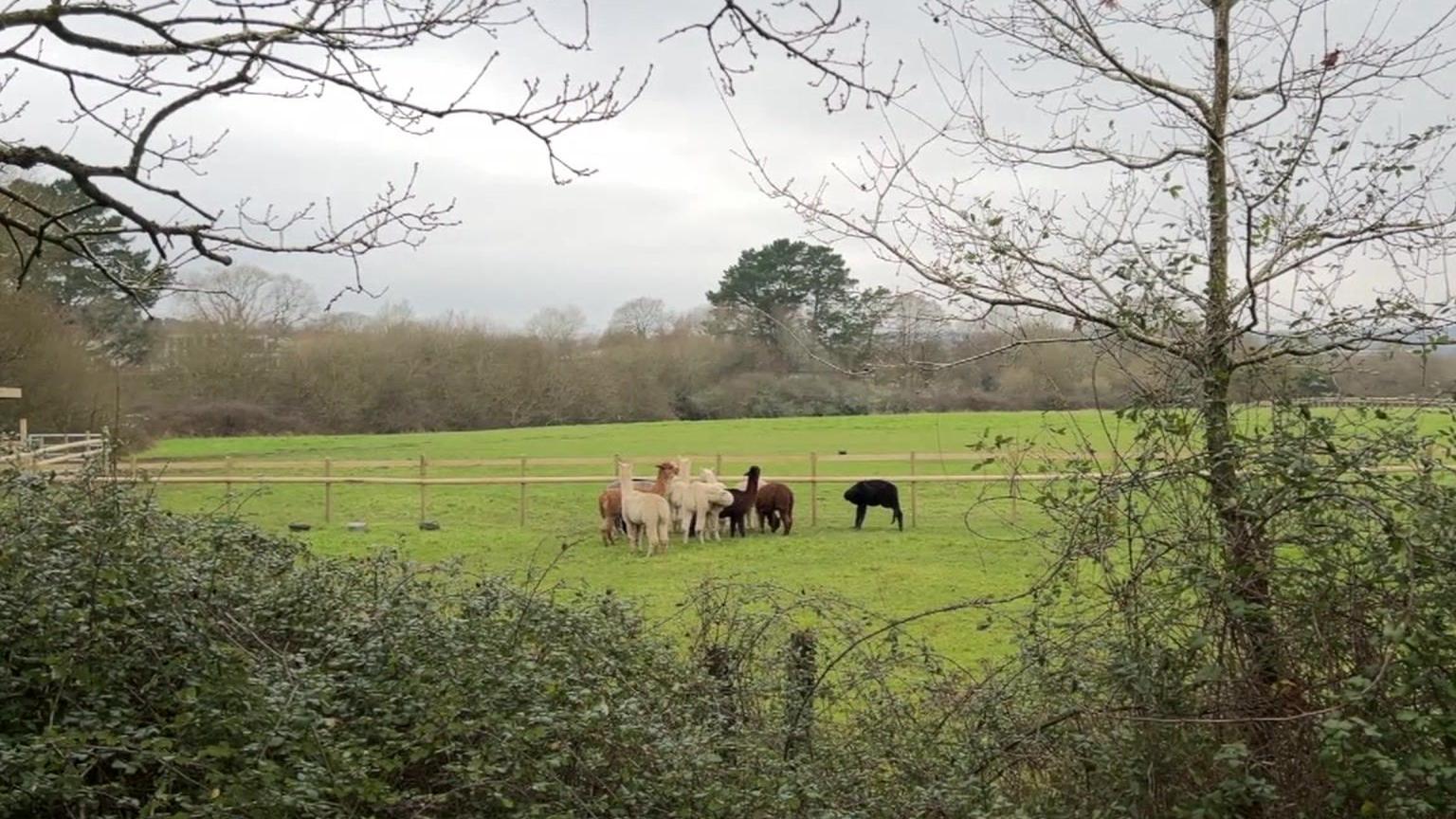 A herd of alpacas gathered in a green field. There is a wooden fence around them. Trees encircle the field.