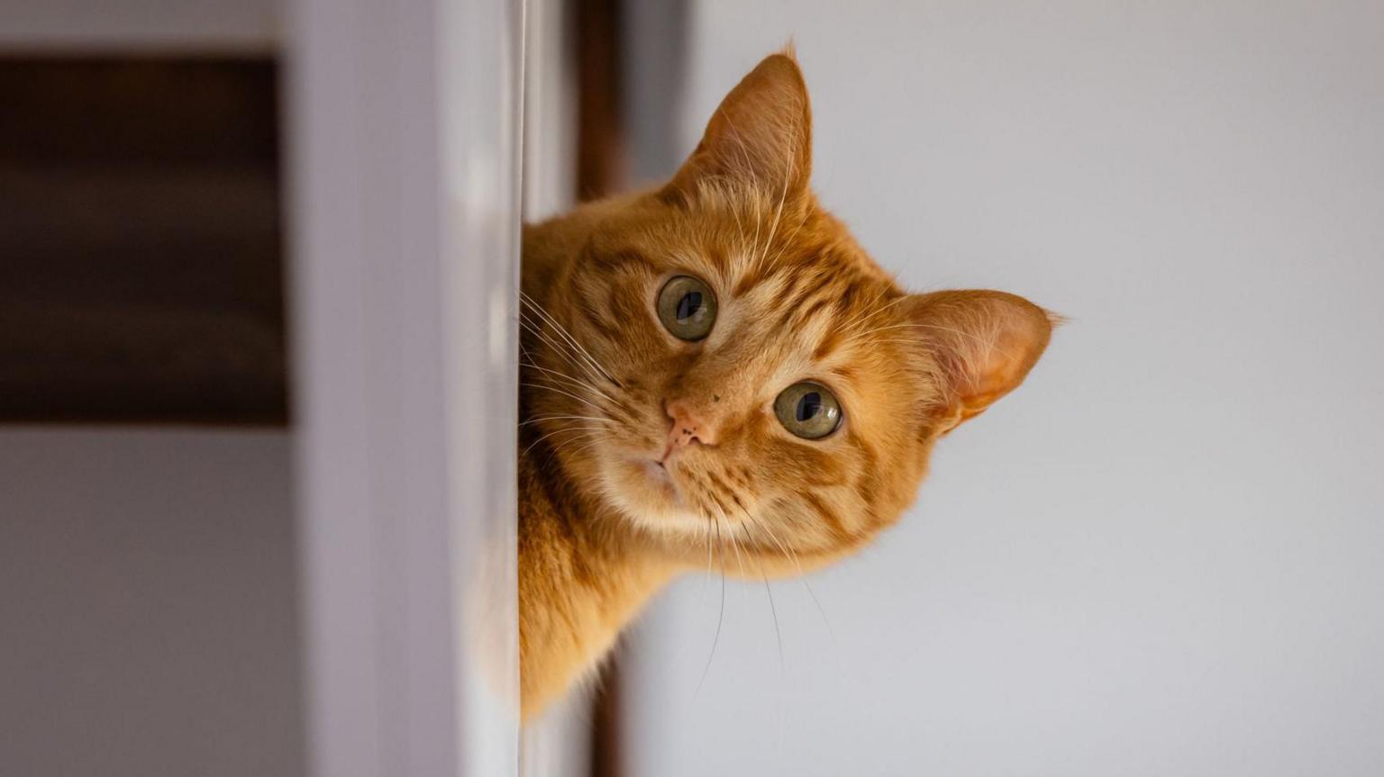 Rental searches for pet friendly properties drop after law change