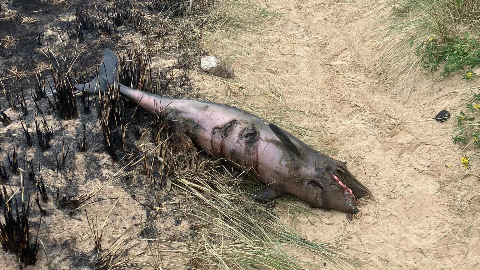 Burned porpoise on sand dunes