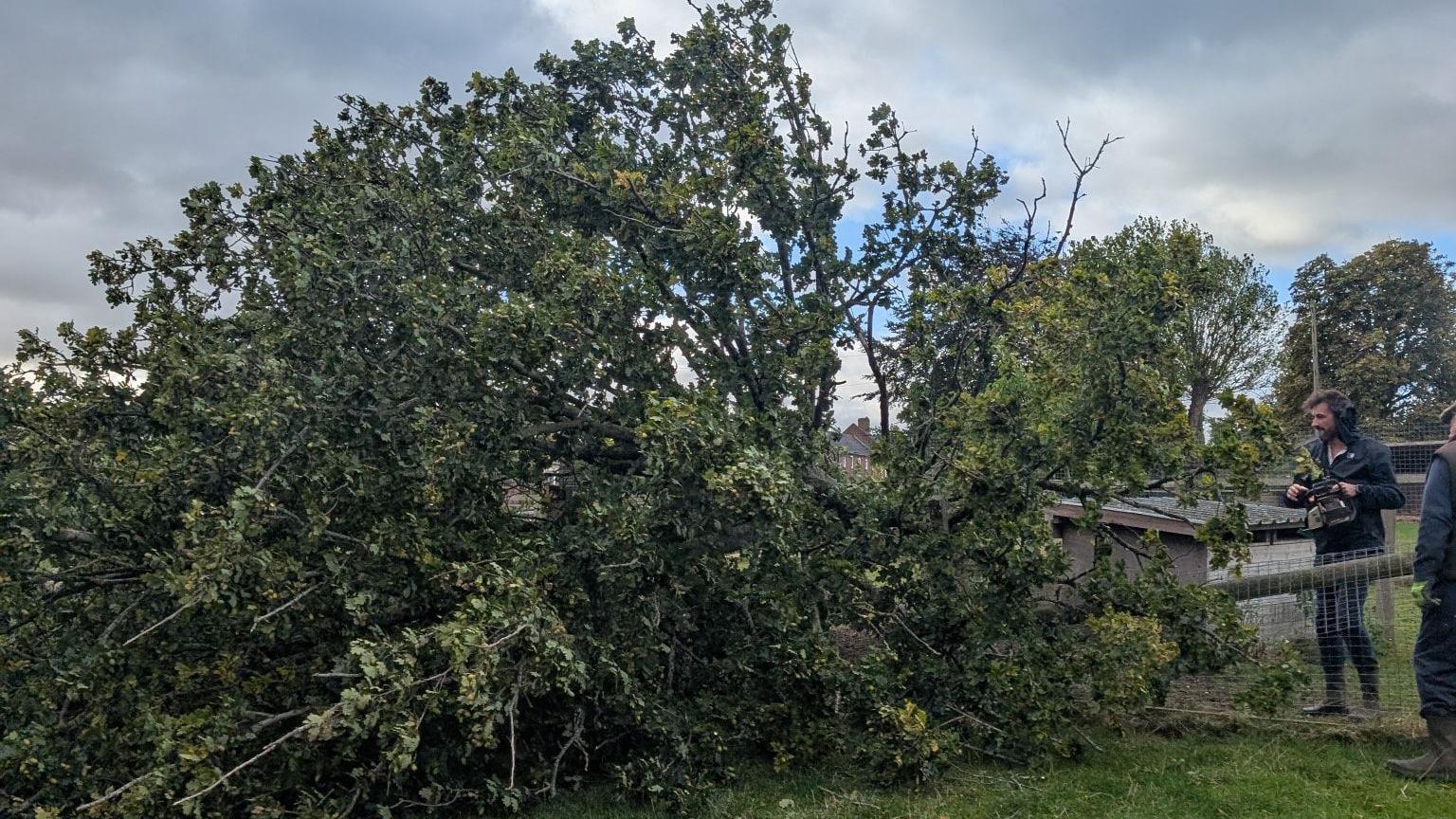 A tree on its side with a man looking befuddled nearby